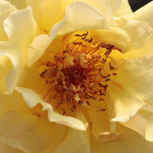 Trandafiri online - trandafir de parc - galben - Rosa Postillion ® - trandafir cu parfum discret - W. Kordes & Sons - ,-